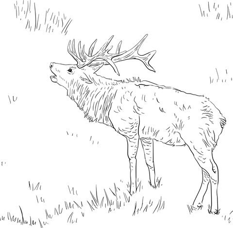 Tule Elk Coloring Page